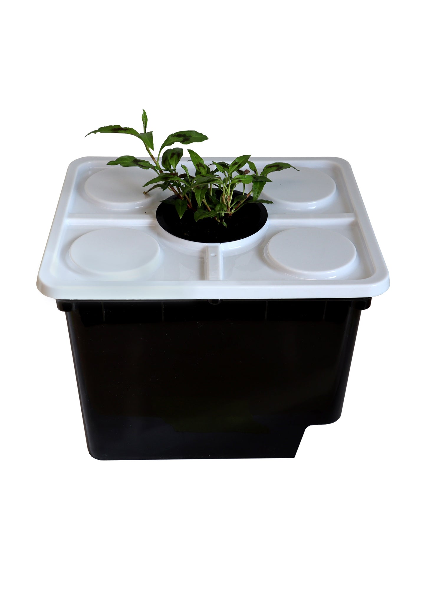 Schwarze Hydrokultur-Box mit weißem Deckel. Darauf eine kleine Pflanze