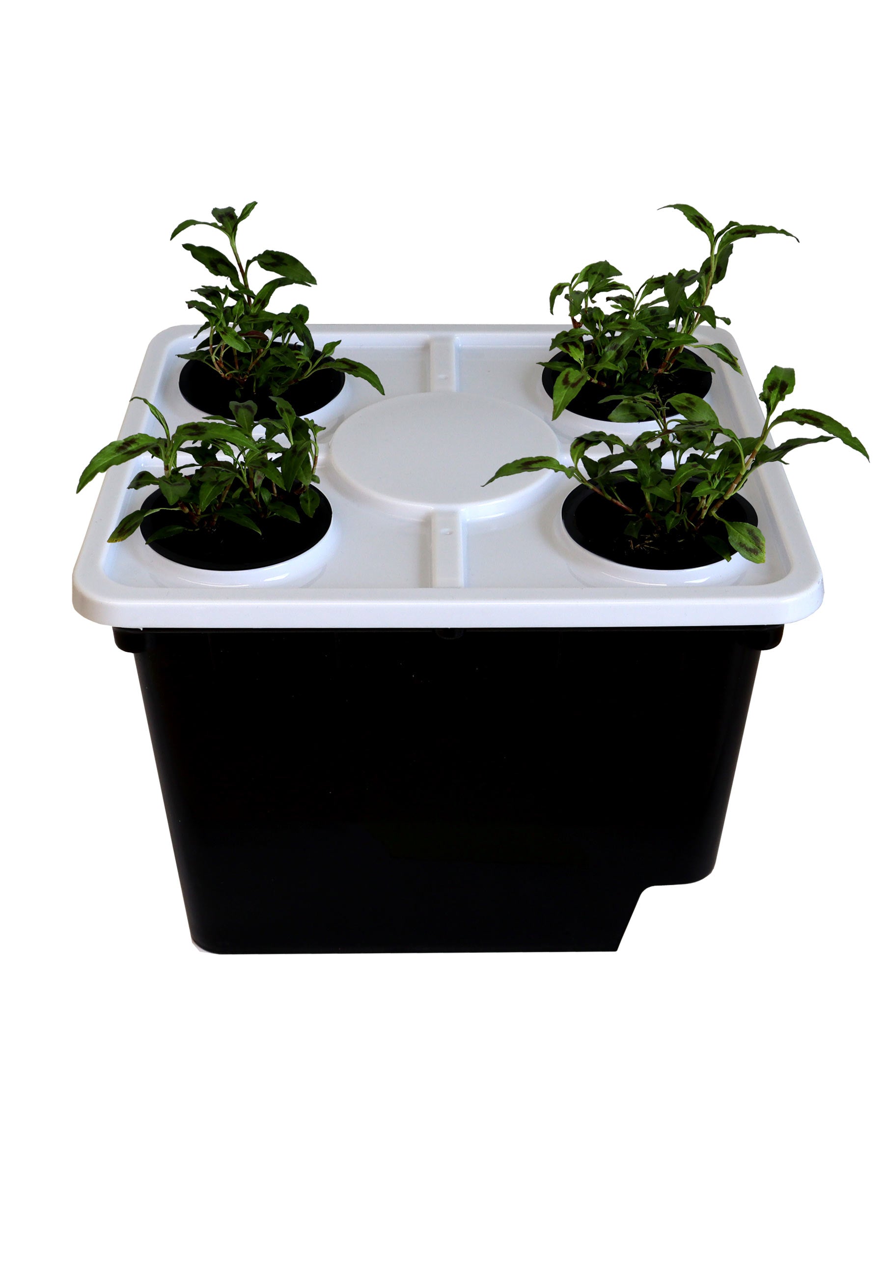 Schwarze Hydrokultur-Box mit weißem Deckel und darauf vier kleine Pflanzen.