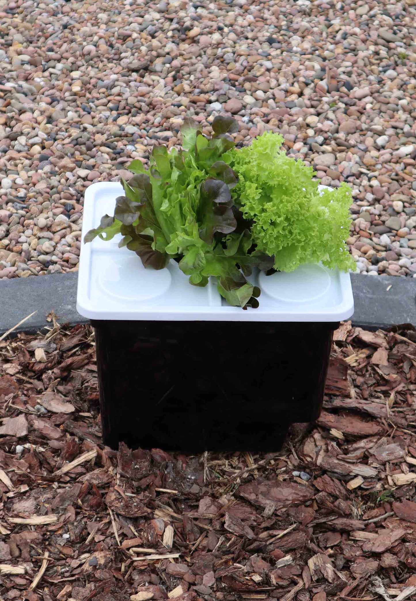 Schwarze Hydrokultur-Box mit weißem Deckel. Darauf eine Pflanze.