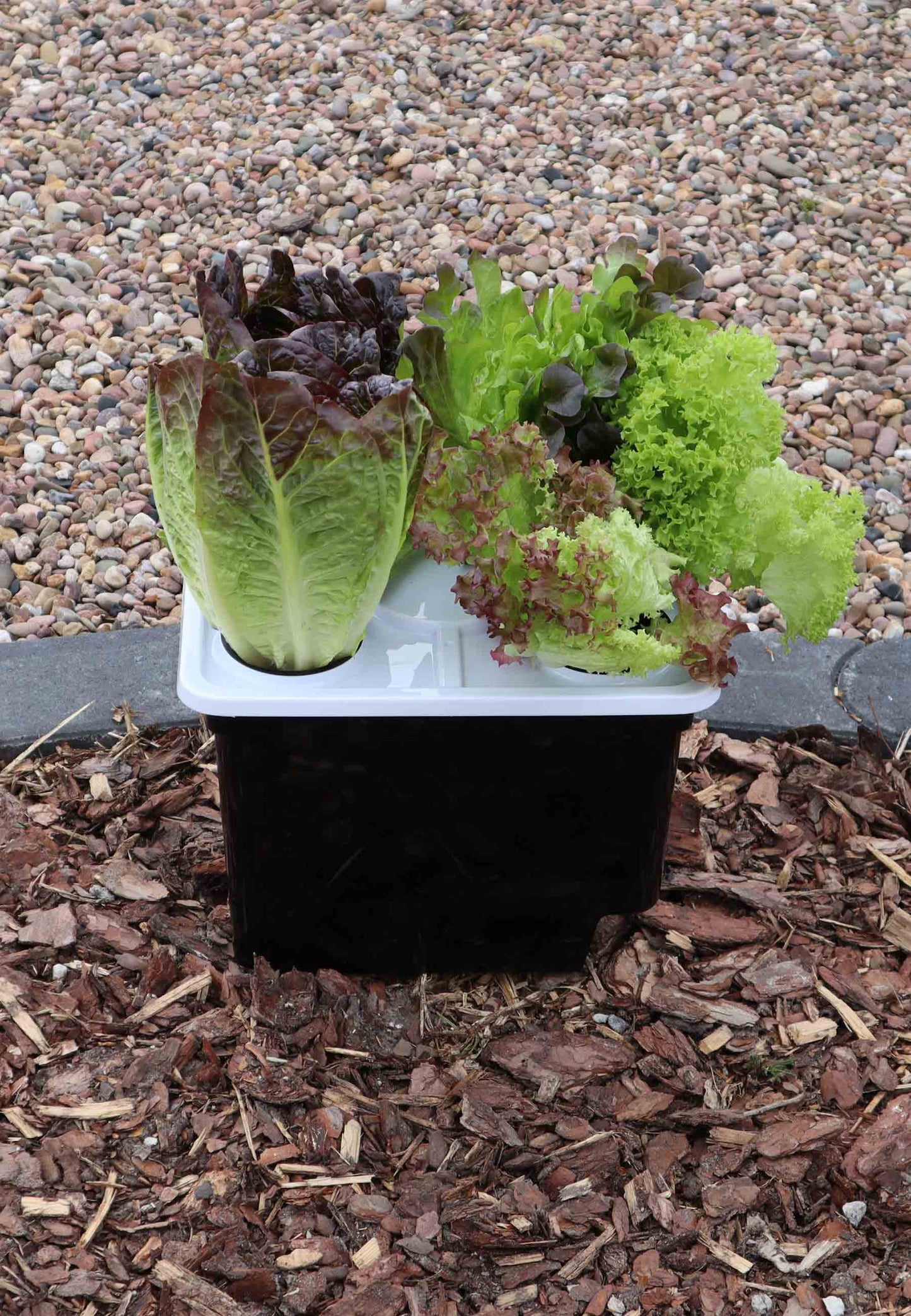 Schwarze Hydrokultur-Box mit weißem Deckel. Darauf vier Pflanzen.